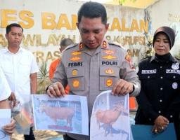 Polres Bangkalan Berhasil Tangkap Pelaku Maling Sapi di Lombok