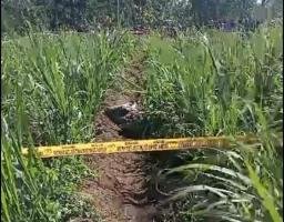 Penemuan Mayat di Kebun Tebu Desa Pakisan