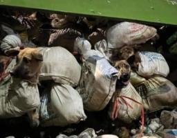 Polrestabes Semarang Berhasil Mengamankan 5 Orang dalam Kasus Pengiriman 266 Anjing ke Solo