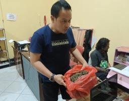 Ganja 1 Kg Siap Edar di Bondowoso Digagalkan,Satu Pelaku Diringkus