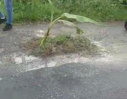 Bentuk protes warga tanam pohon pisang adanya Jalan Rusak Parah di Kecamatan Tragah