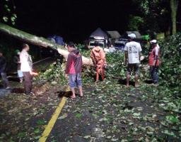 Gercep Polisi Bersama Warga Tangani Pohon Tumbang, Jalur Nasional Lintas Gumitir Kembali Lancar