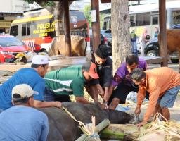 Kapolda Jatim Berkurban 10 Sapi dan 17 Kambing untuk Ponpes,Ormas dan Organisasi Kemahasiswaan di Banyuwangi
