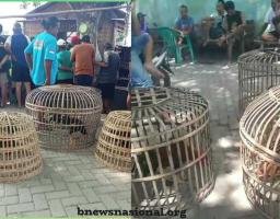 Tak Tersentuh APH, Judi Sabung Ayam Di Wilayah Hukum Pati (Jawa Tengah)Bebas Beroperasi