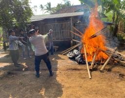 Polres Malang Bongkar Arena Sabung Ayam di Dua Lokasi