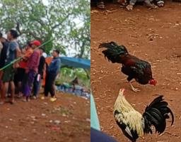 Maraknya Perjudian Sabung Ayam di Wilayah Hukum Polsek Sokobanah,