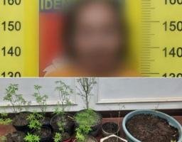 Warga Wonosari Ditangkap, Polisi Sita 17 Batang Tanaman Ganja