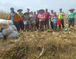 Tak Hanya Jaga Keamanan, TNI-Polri di Bojonegoro Juga Dampingi Petani Panen Jagung
