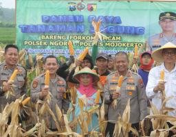 Panen Raya Jagung di Mojokerto, Wujud Implementasi Swasembada Pangan
