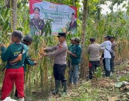Polisi dan Kelompok Tani Banyuwangi Panen Jagung Wujudkan Ketahanan Pangan*