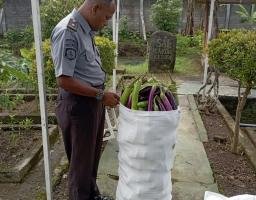 Panen Terong 180 Kg, SAE Lapas Kediri Wujudkan Pembinaan dan Ketahanan Pangan