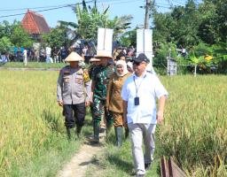 Dukung Ketahanan Pangan Kapolda Jatim Bersama Forkopimda Panen Raya Padi di Ngawi