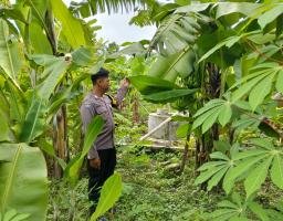 Bhabinkamtibmas Kurungrejo Cek Perkembangan Lahan Ketahanan Pangan