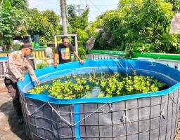 Polsek Sedati Dukung Ketahanan Pangan Nasional Dengan Pengecekan Rutin Budidaya Ikan Lele
