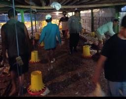 Bhabinkamtibmas Wates Pantau Hewan Ternak untuk Dukung Ketahanan Pangan