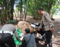 Tegas Berantas Perjudian Polisi Bongkar Lima Arena Sabung Ayam di Jember