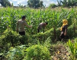 Warga Pehserut Tanam Jagung-Terong Tumpang Sari, Dukung Ketahanan Pangan