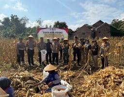 Menuju Swasembada Pangan, Kapolres Trenggalek Bersama Warga Panen Raya Jagung