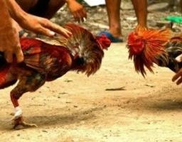 Judi Sabung Ayam di Malang Kebal Hukum, Warga Duga Ada Main Mata