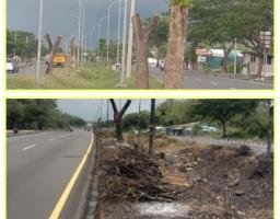 Pemotongan Batang Pohon Kayu KKJSM Tahun 2025 Di Pertanyakan Pegiat Pemuda Bangkalan