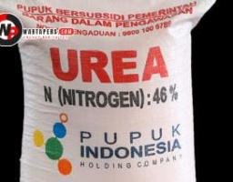 Warga Batokaban Keluhkan Stok Pupuk Subsidi Kosong, Harga Urea Tembus Rp120 Ribu