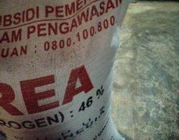 Kesejahteraan Petani Sampang Terancam Gagal Panen, Janji Program Prioritas Digerus Distribusi yang Kacau.