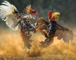 Praktik Judi Sabung Ayam di Probolinggo Kembali Marak, Tokoh Desa Diduga Jadi Penanggung Jawab
