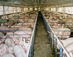 DANA KETAHANAN PANGAN MEMBEKU DI NIAS BARAT: Rakyat Berhak Atas Program yang Nyata