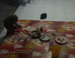 Diduga Dibuang Pemiliknya, Monyet Kelaparan Teror Sahur Dan Buka Puasa Warga Arosbaya–Tengket