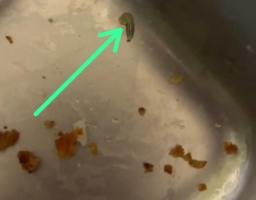 Ulat Di Omprong MBG Tragah: Program Bergizi Tercoreng, SOP Diduga Diabaikan