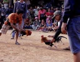 Mengaku “Cuma Buka 3 Kali Seminggu,” Pengelola Sabung Ayam di Meragung Bangkalan Diduga Kebal Hukum