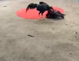 Judi Sabung Ayam di Bantar Brati Tak Tersentuh Hukum, Kepercayaan Publik ke Aparat Grobogan Dipertaruhkan