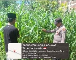 Polsek Galis Kawal Ketahanan Pangan Lewat Perawatan Tanaman Jagung di Pakaan Laok
