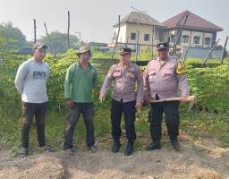 Polsek Pakal dan Warga Melaksanakan Panen Jagung di Lahan 800 Meter untuk Ketahanan Pangan Surabaya