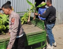 Panen Buah, Polres Pelabuhan Tanjung Perak Perkuat Ketahanan Pangan Lewat Hortikultura Pisang