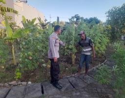Ketahanan Pangan dari Pekarangan | Bhabinkamtibmas Ajak Warga Lidah Wetan Budidaya Singkong