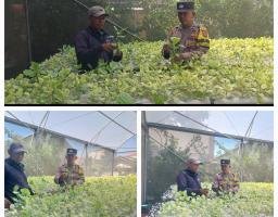 Polsek Lakarsantri Dukung Ketahanan Pangan Lewat Kebun Hidroponik Sawi di Lingkungan sekolah 