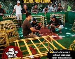 Tokoh Agama dan Tokoh Masyarakat Minta Aparat Selidiki Dugaan Judi Sabung Ayam di Pondok Dalem Secara Profesional