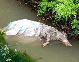 Marak Pembuangan Bangkai Babi di Sungai Bawawaondru, Pemuda Desa Ononamolo III Desak Pemerintah Desa dan Pemkab=NB