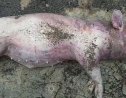 Soroti Kegagalan Visi Misi Bupati Eliyunus, Ketua BPD Lahagu Ungkap Babi BUMDes Cempaka Mati dan Desak Solusi Pemkab 