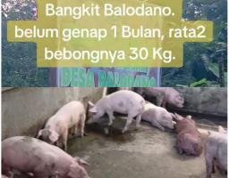 Uang Rakyat Jadi 'Bangkai': Program Ketahanan Pangan BUMDes Balodano Gagal , Puluhan Babi Mati dan Sisanya Dijual Obral