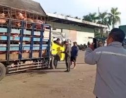 Viral! Supir Truk Sebut Babi Muatan Diduga Pembawa Virus ASF Adalah Milik Bupati Nias Barat : Netizen Heboh, Masyarakat