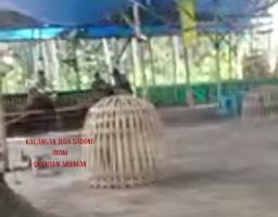 Judi Sabung Ayam Marak di Pasirian, Warga Lumajang Desak Polisi Bertindak Tegas