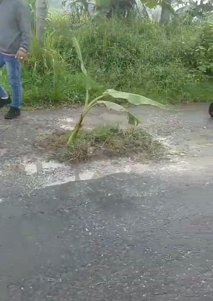 Madura Juwa Timur, Warga, Desa Pocong Kecamatan Tragah Kabupaten Bangkalan menanam pohon di jalan protes dengan adanya jalan yang rusak parah Selasa (5/3/2024)