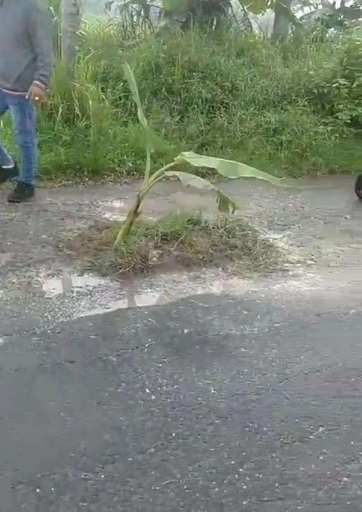 Madura Juwa Timur, Warga, Desa Pocong Kecamatan Tragah Kabupaten Bangkalan menanam pohon di jalan protes dengan adanya jalan yang rusak parah Selasa (5/3/2024)