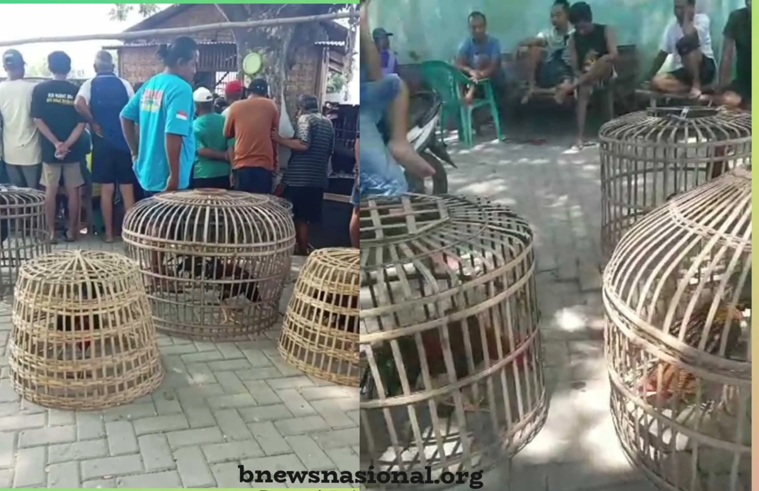 Tak Tersentuh APH, Judi Sabung Ayam Di Wilayah Hukum Pati (Jawa Tengah)Bebas Beroperasi