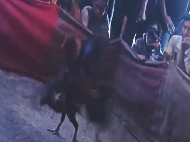 Gak Bahaya Ta, Diduga Kebal Hukum Perjudian Sabung Ayam Masih Beraktivitas Di Wilayah Hukum Polsek Jetis