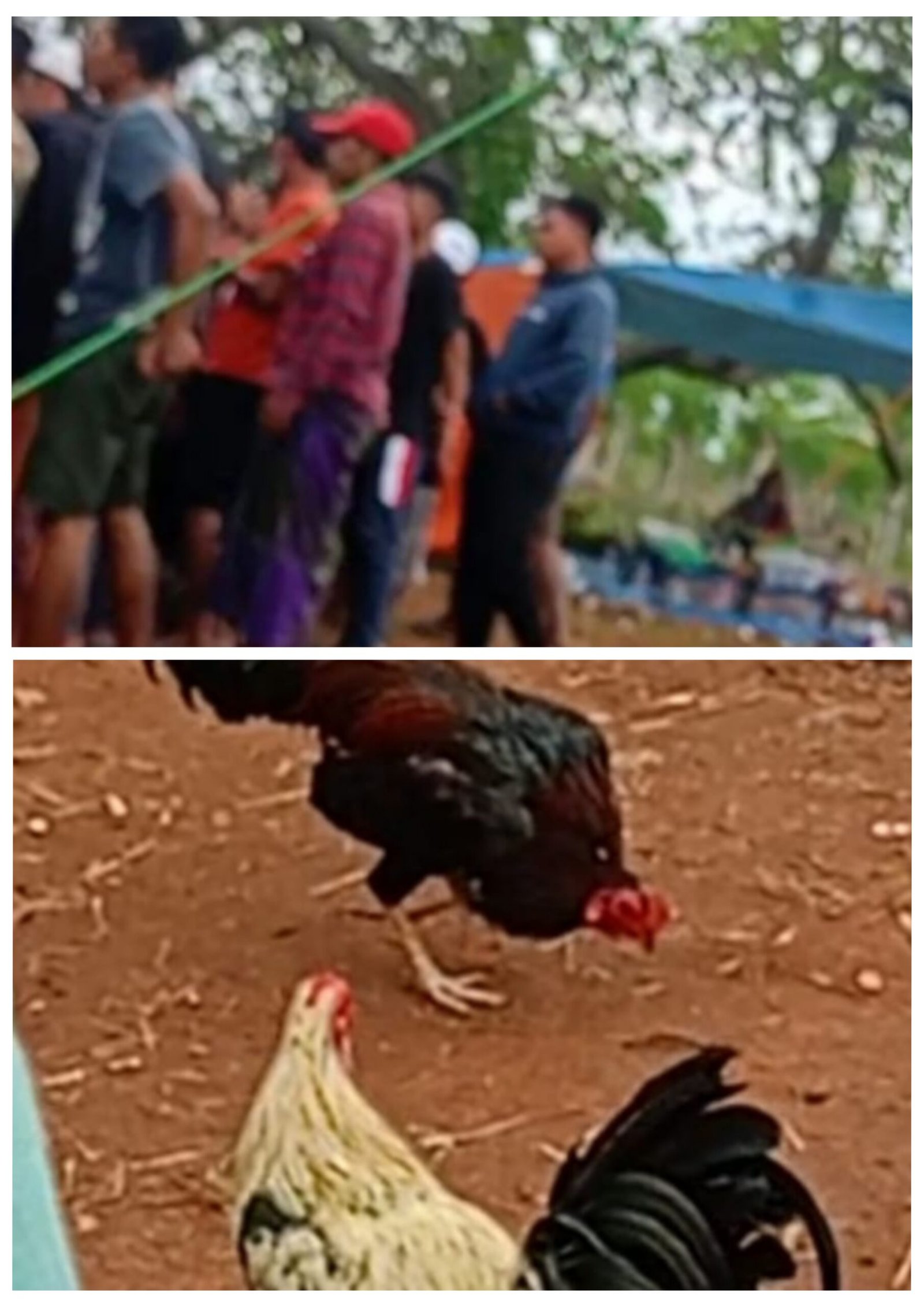 Judi sabung ayam kembali marak di, Wilayah Kecamata Sokobanah.