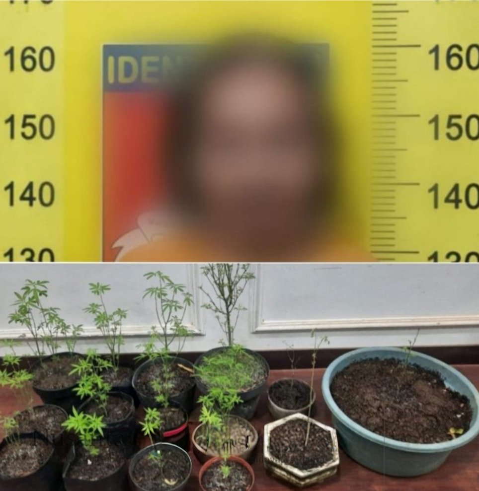 Warga Wonosari Ditangkap, Polisi Sita 17 Batang Tanaman Ganja