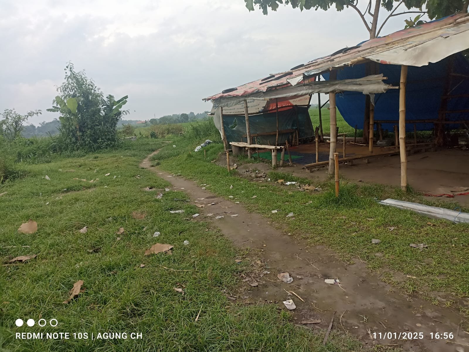 Diduga Judi Sabung Ayam di Mojokerto: Tudingan dan Penyangkalan